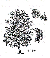 ontano.gif (11569 byte)